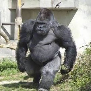 horoumaru1's profile picture. 