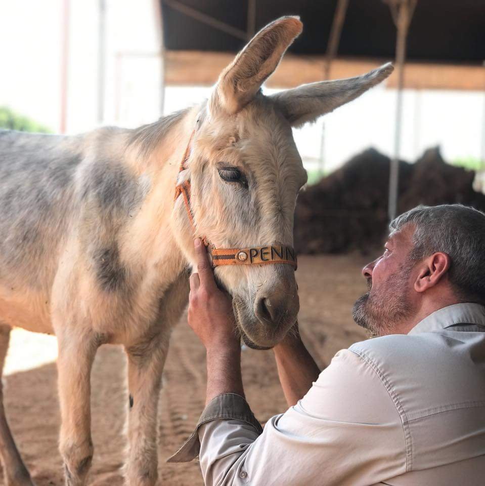 Tim Wass MBE is an animal welfare specialist and interim Chief Executive of @safehaven4donks