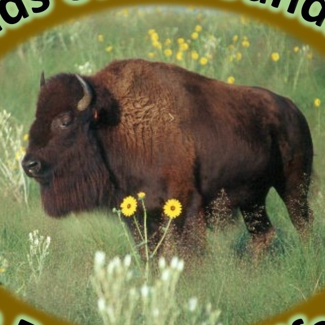 Friends of the Sandsage Bison Range.
Dedicated To Promoting The Unique Beauty & Wildlife Of Southwest Kansas Shortgrass Sandsage Prairie. Where The Buffalo Roam