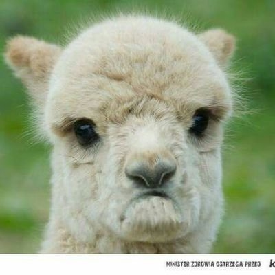 nicnanahaynes's profile picture. 