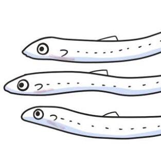 Koo_nooo's profile picture. 横浜しらす/YSW/YS/SG/TDU/free 生前はしらすでした( 。∀ ﾟ)