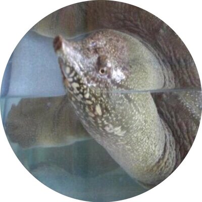 唐戸とり万 お弁当買って下さい 出家された優しい先輩に阿蘇神社の縁結びのお守りを頂きましたヾ ゚ ゚ ノ Toyora Http T Co Brxqulj3 唐戸とり万 お弁当買って下さい 出家された優しい先輩に阿蘇神社の縁結びのお守りを頂きましたヾ ゚ ゚ ノ Toyora Http T Co Brxqulj3