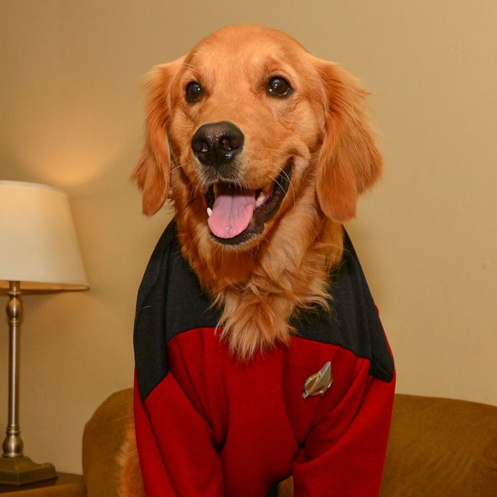 My name is Barclay, and I am a very good boy. I enjoy going on big adventures with my brother @Gus_FTW. I love #STTNG and am a #therapydog