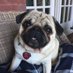 Matilda Z. Pug (@matildazpug) Twitter profile photo Matilda Z. Pug (@matildazpug) Twitter profile photo