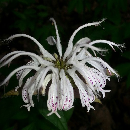 VitrexDigby9's profile picture. 