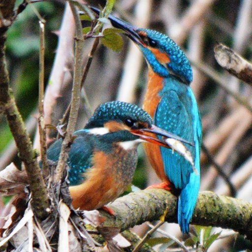 Kingfisher spotter - Bourn Brook / River Cole / River Rea / River Tame. Dippers & Nightingales.