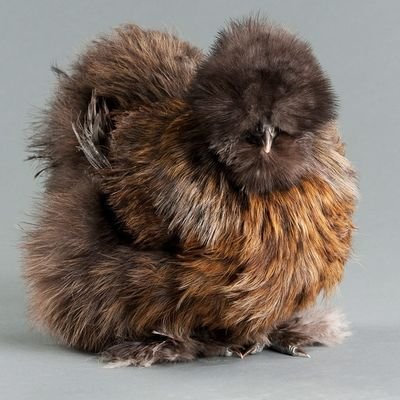 M. Curie 🐥 (a space chicken that will block anyone who talks about eating us)