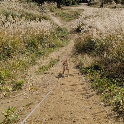 5歳の柴犬のいちです（♀）
少し狐顔でよく柴犬に見えないとゆわれますが柴犬です笑
日常のいちをツイートしていきたいと思います。完全親ばかですが、よろしくお願いします！！（写真の無断転載はしないよう、よろしくお願いします）　