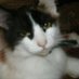 An0nnacat II (@an0nnacatii) Twitter profile photo An0nnacat II (@an0nnacatii) Twitter profile photo