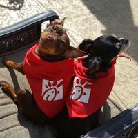 yourspringwoodscfa (@springwoodscfa) 's Twitter Profile