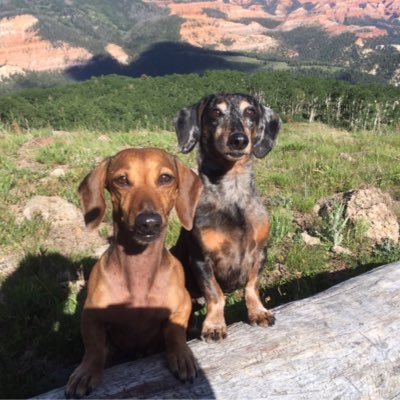 StacyTw2's profile picture. Luvs doxies