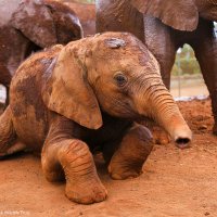 Safeguardelephants(@Elephant_Kenya) 's Twitter Profile Photo