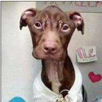 Victoria (@existenciala) 's Twitter Profile