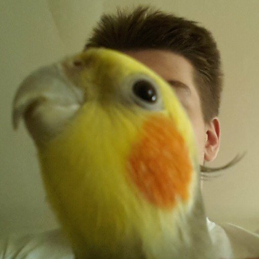 stzsch's profile picture. 🇧🇷