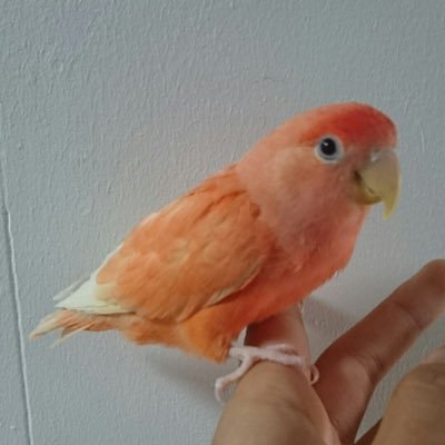 lovebird0828 Profile Picture