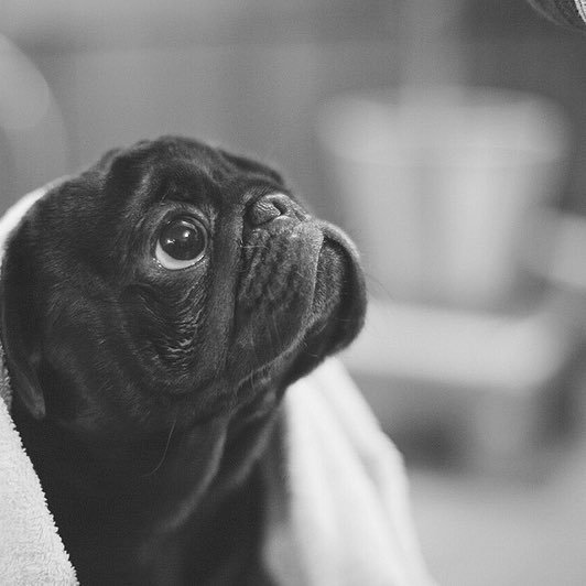 LDonMcIntyre2's profile picture. Former U.S. Attorney, left TX moved to NE in 1966 education & career; moved NYC back to 🇨🇱..Emeritus in AustinTX #MAGA #KAG #UFO #ufo #PUGS