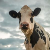 Loose Cattle(@loosecattleband) 's Twitter Profile Photo