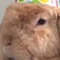BavarianHorse 🇲🇺🦤 (@bavarianhorse) 's Twitter Profile Photo BavarianHorse 🇲🇺🦤 (@bavarianhorse) 's Twitter Profile Photo