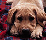 Owner of Los Angeles base Vet Tech, Pet Grooming and Dog training Career School http://t.co/uMbTOBSFGZ