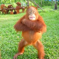 Michelle Desilets🦧(@orangutans) 's Twitter Profile Photo