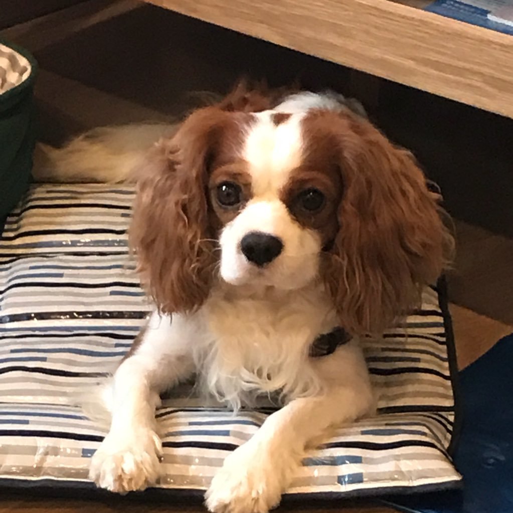 remonorange515's profile picture. 