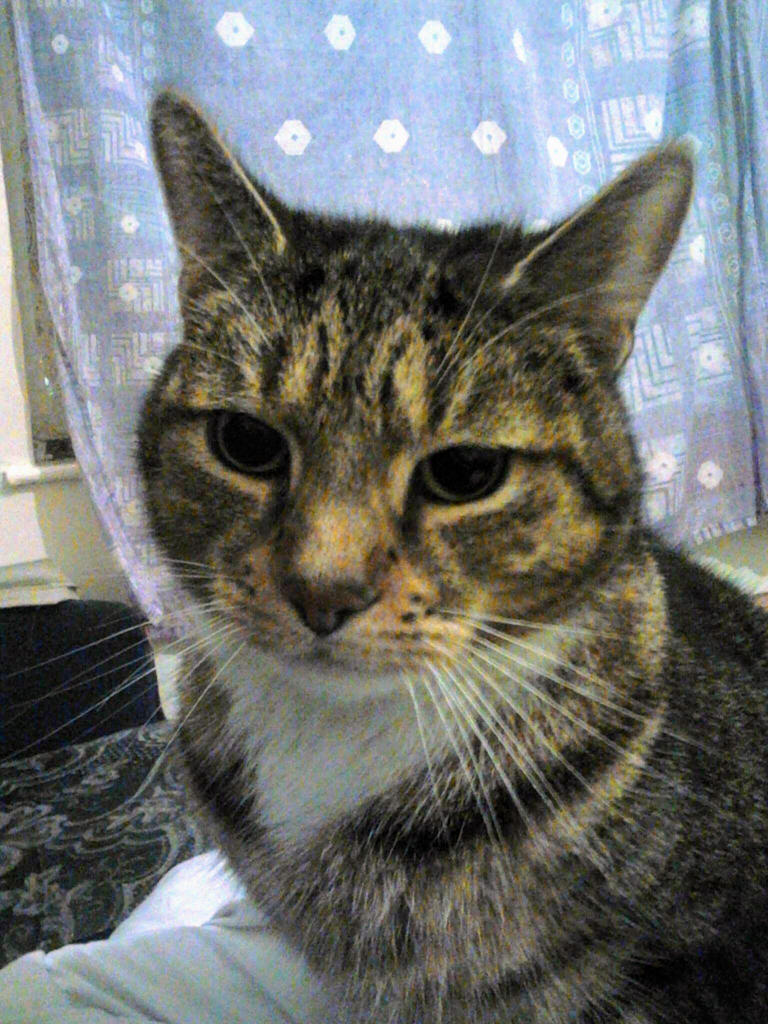 Samskerritt92's profile picture. 💙 Michael Steven our IVF miracle 💙