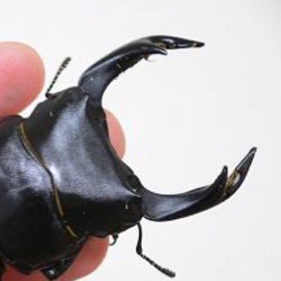 aquabeans_2's profile picture. 家族とロシアリクガメと熱帯魚とワンコとカエルと暮らしています👪🐢🐠