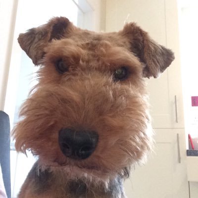 What can I say.......I’m a lovable Welsh Terrier whose seniors are putty in my paws 🐾🐾🐾🐾