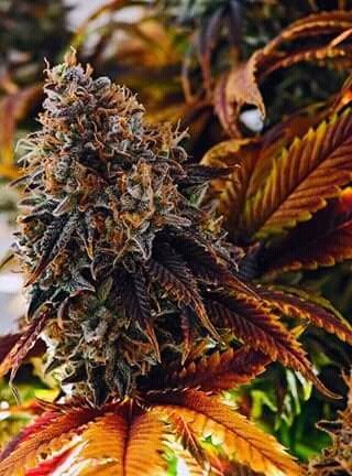 Zenande27801070's profile picture. Reggae lover, more ganja ,planning to find opportunity of reggae promoter\sponsor love to write reggae free style