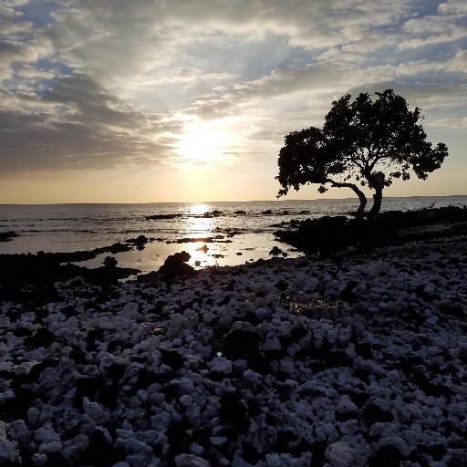 jmetal1515's profile picture. 