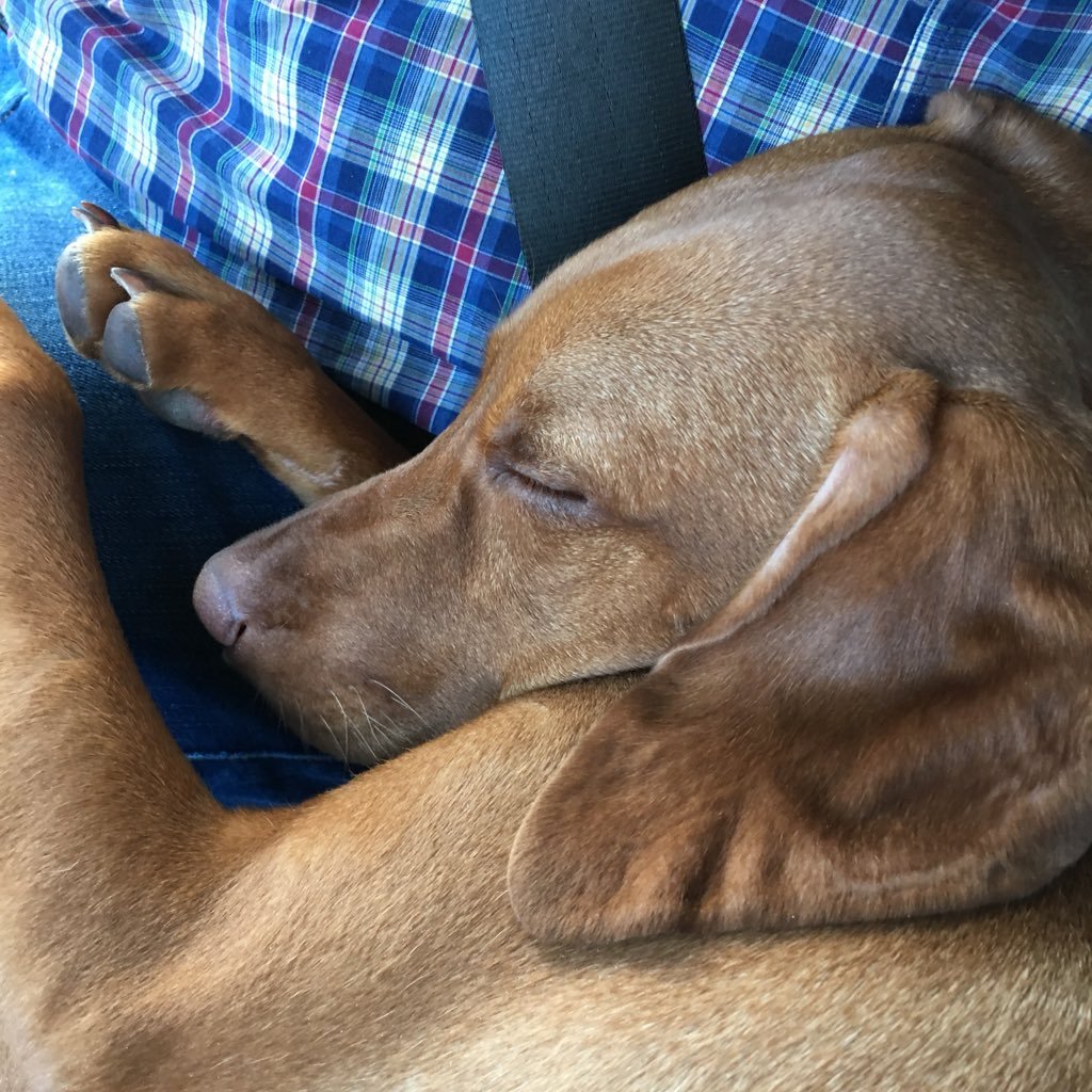 fatfairy72's profile picture. My husband, our gorgeous Hungarian Vizsla puppy Scout, family and friends are everything I need for a happy healthy wonderful life xx