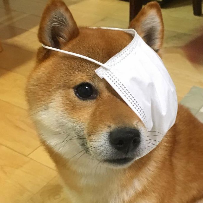 shiber on Twitter:
