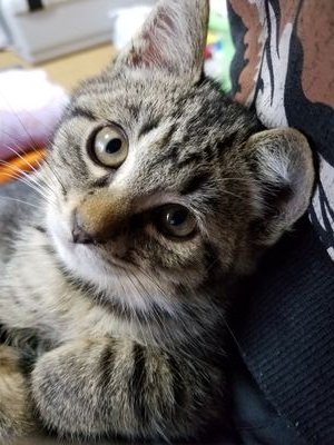 2017年9月14日にウチの子になってくれた王子さま、鍵しっぽのしっぽたん🐈。やんちゃで寂しがりで甘えんぼの『しぽたん』と楽しく過ごしています。💕己龍💚💗💜💙❤・hide🎸・風男塾・プロレス・🌻ミケちゃん🌻・煉パパん家の虎徹ちゃん。