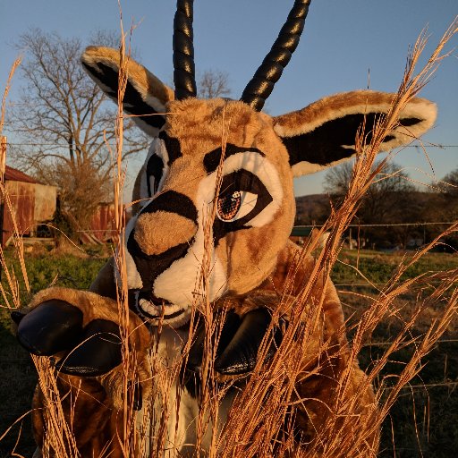 Just a friendly Thompson's gazelle hanging out and grazing up!  Hoof enthusiast.