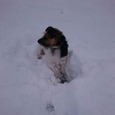 PhilipStickley1's profile picture. Jack Russell owner and lover of the outdoors.