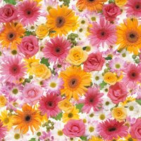 spring (@winger967) 's Twitter Profile Photo