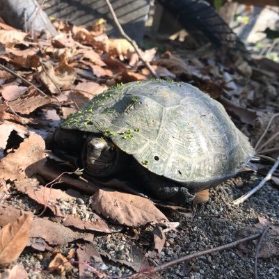 岐阜大学動物繁殖学研究室で亀担当をしております!『ちょっとでもよりカメについて知ってもらいたい!』そんな気持ちでやっております!