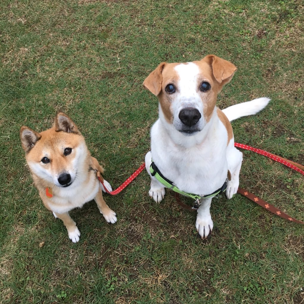 こなまいきな柴犬ラッキー(14歳)と雑種犬のPちゃん(推定16歳)、風来坊の父ちゃんと暮らしています。 母ちゃんは，性格も見た目もムーミンのキャラのみぃにそっくりらしいです。