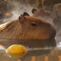 TAKOYAKI (@takoyaki_code) 's Twitter Profile