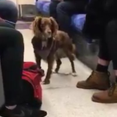 Just a dog on the central line. Views my own. All tweets written by me signed dog.