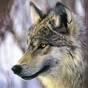 🦊uriuri🐺さんのプロフィール画像