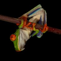 Vertebrate Genomes Project (@vgp_genomeark) 's Twitter Profile