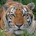 DRC David Ryan - @tigerkidnap - Twitter