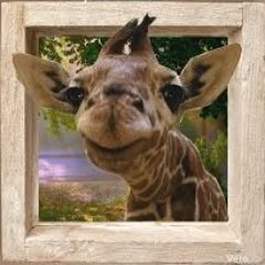 _FR_freebuild's profile picture. Tu m'vois pas