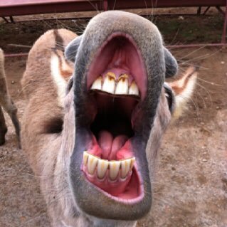 el_muy_cremoso's profile picture. Former donkey show performer.