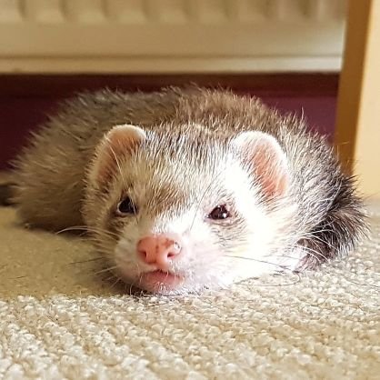 A_VanderFerret's profile picture. Purveyor of bike/ferret/bus graphics musings. Now with added snake ramblings.