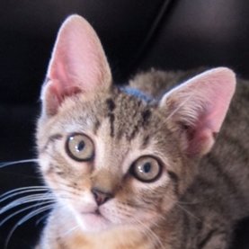 big & small cat & wildlife advocate, lover of film, books, music & art, daydreamer, seeker of truth & beauty in the world, for that & love is all I need to know