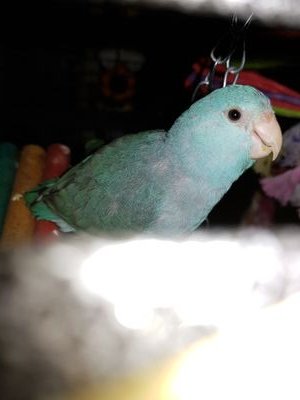 My name is Topaz, i was put in a box and thrown away, butquickly found by a man and his dog and this is now my story...
i live with @lilparrotboy (who's a girl)