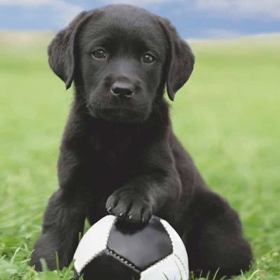 SANSCH3's profile picture. 