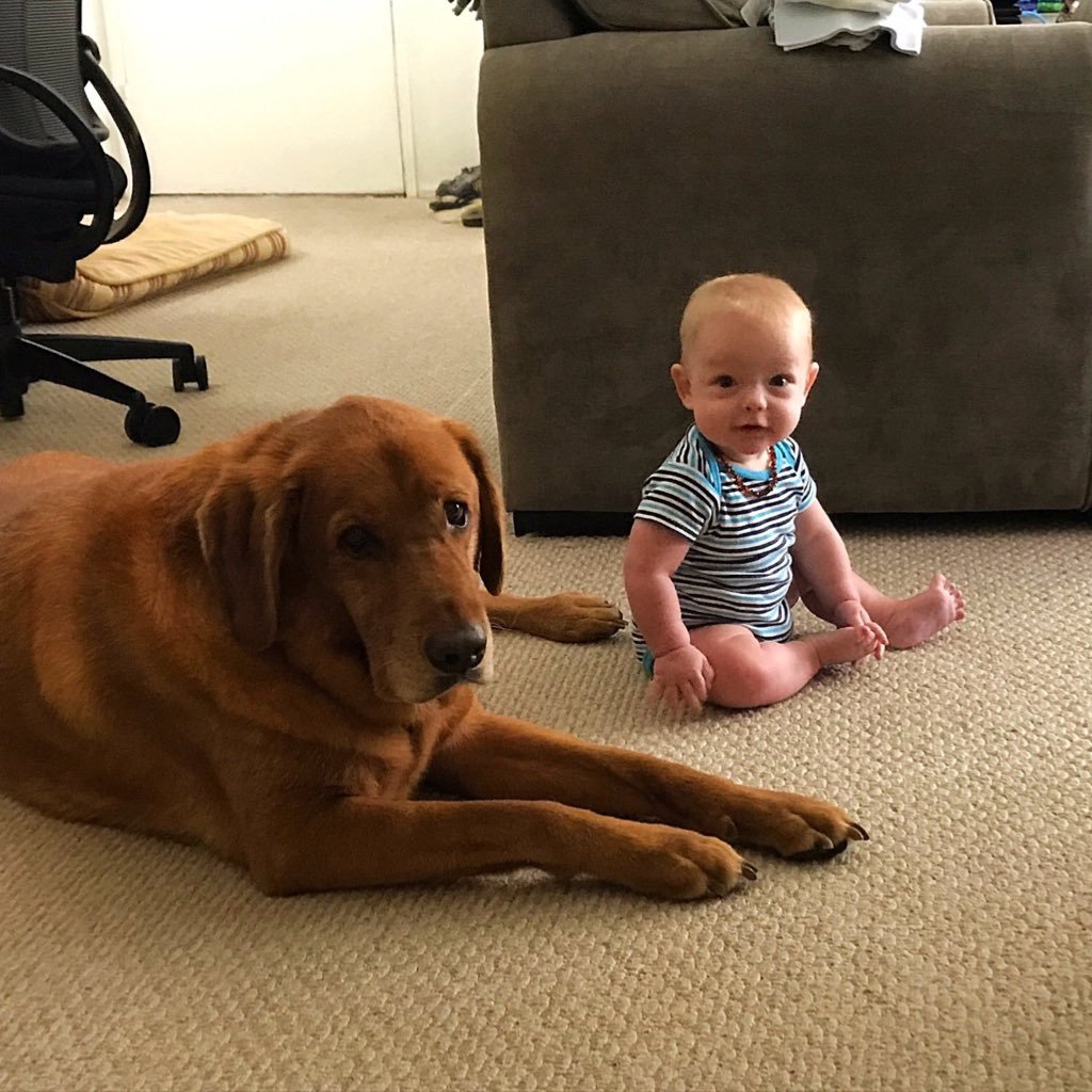 Golden or Lab??? I never know which box to check when I go to the vet...